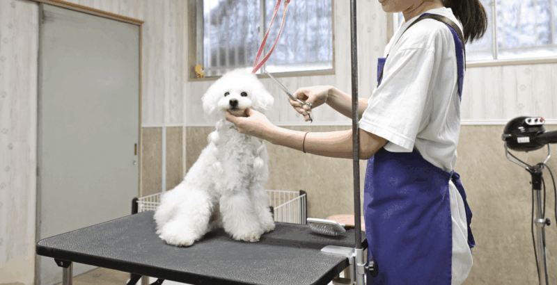 犬居猫座衛門|トリマー求人