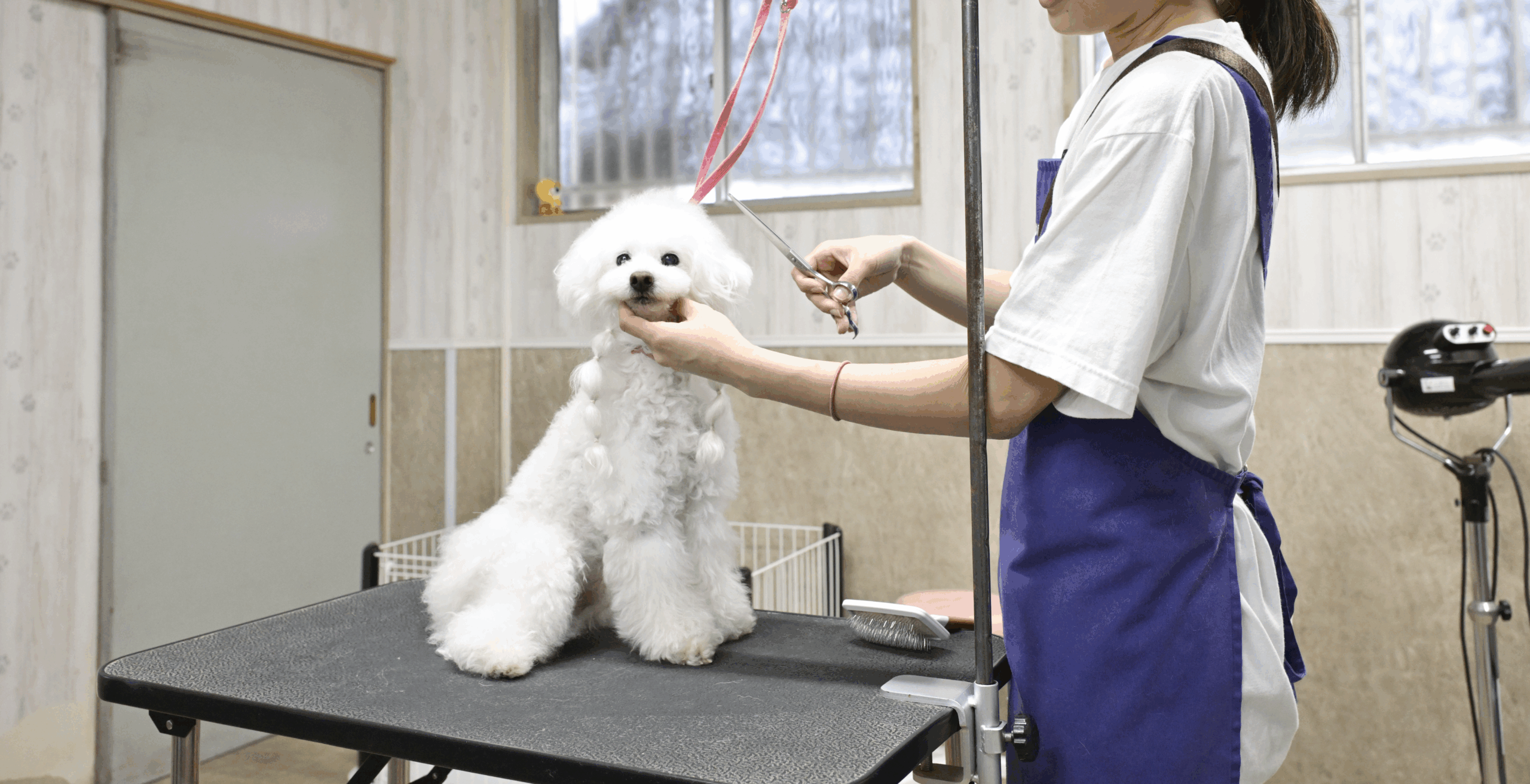 犬居猫座衛門|トリマー求人